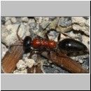 Methocha ichneumonides - Trugameise w09c 9mm.jpg